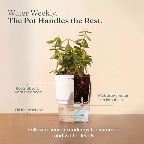 Image of Kyari Combo of 4 Indoor Plants - Jade, Green Money, Golden Money & Philodendron Oxycardium with Poetic White Self Watering Pot - Live Plants for Home Decor & Living Room - Air Purifying Plant Set