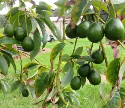 Cloud Farm Avocado Grafted Live Plant-CF03 (B0B4PX81Q4) Amazon Price History, Amazon Price Tracker