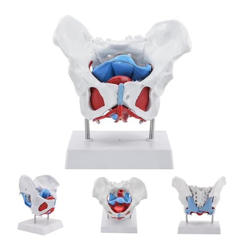 Female Pelvic Model, Life-Size Anatomy of Pelvic Floor Muscles and