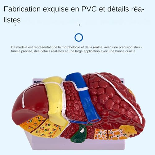 Modèle anatomique du foie et de ses pathologies pour étude médicale - 7