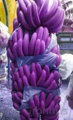 See full amazon price history chart for Charming Gronhus Live Plant Blue Java Banana Cream Banana All Season With Black Plastic Pot Charming Gronhus Live Plant Blue Java Banana Cream Banana All Season With Black Plastic Pot (B0CQ55LQKB) Amazon Price History, Amazon Price Tracker