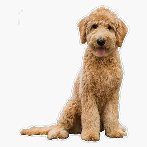 MAGNET Goldendoodle Vinyl Waterproof Magnetic Sticker Vinyl Waterproof Magnet Decal Car 5"