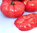 Heirloom Giant Belgium Pink Tomato Seeds - Solanum lycopersicum - 80 Seeds, 1/4 gram - B174