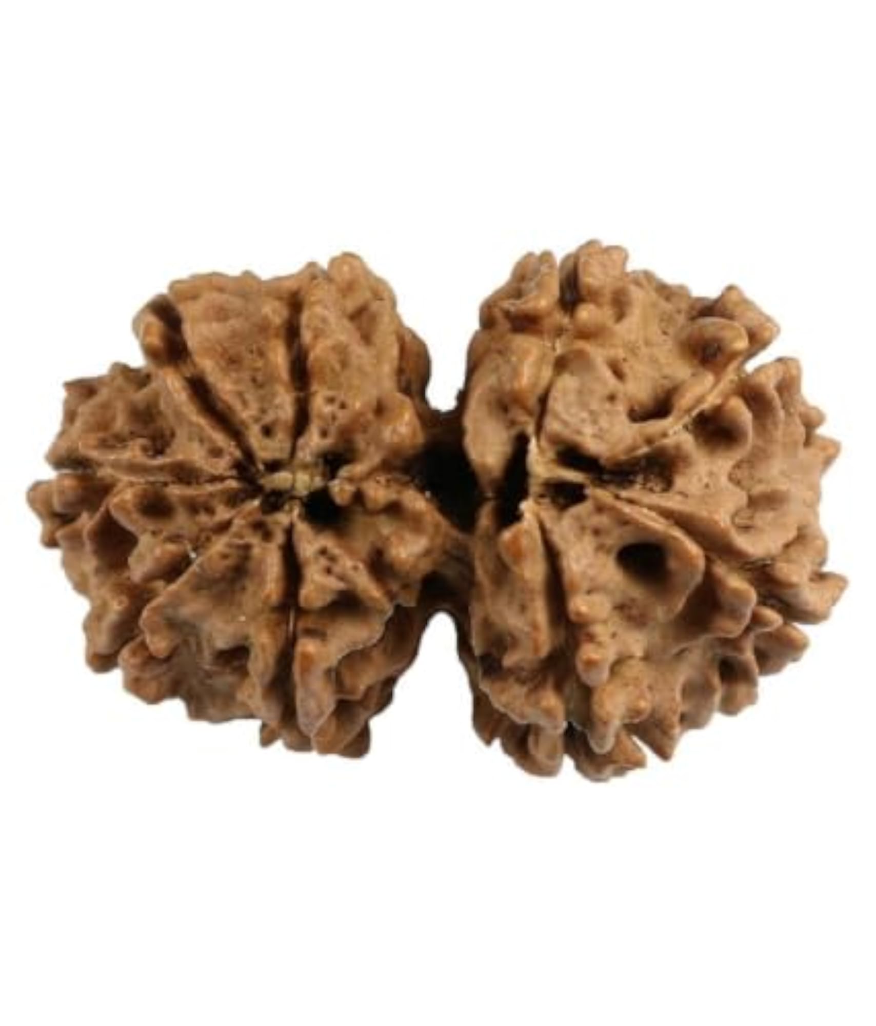 Gauri Shankar Rudraksha Original Certified