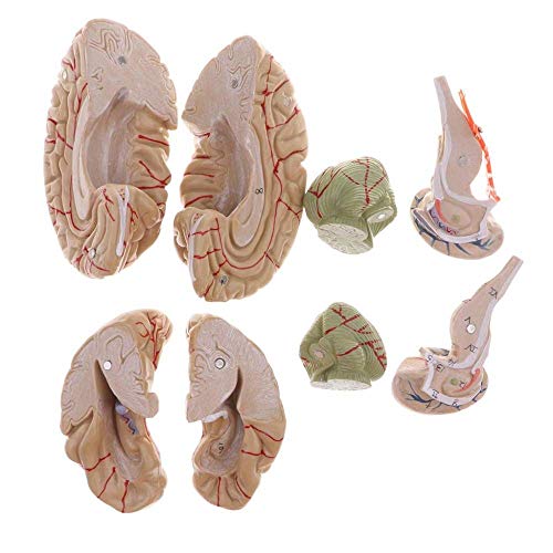 Crânio humano com modelo anatômico do cérebro Anatomia em tamanho real de 8 partes para estudo em sa