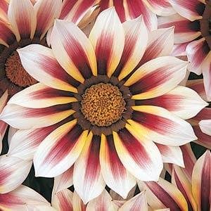 Gazania New Day Rose Stripe 1,000 Semillas