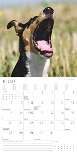 Funny Dogs 2024 - Broschürenkalender 30x30 cm (30x60 geöffnet) - Kalender mit Platz für Notizen - Hunde - Bildkalender - Wandkalender - Hundekalender