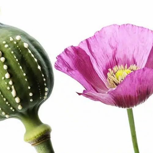 SREE Common Poppy Flower Seeds For Home Garden - Garden Flower Seeds Pack 100 pcs par packet (B0CV4J74H7) Amazon Price History, Amazon Price Tracker