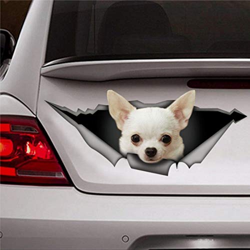 Autocollant Chihuahua blanc Chihuahua Decal Chihuahua Autocollant 3D humoristique pour fenêtre de voiture, pare-chocs en vinyle