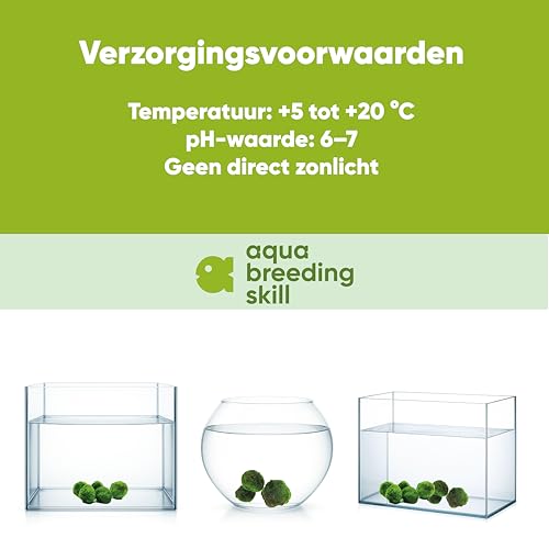 AquaBreedingSkill – Größe 3 cm – Set aus 7 Marimo Moosbällen – Lebende Aquariumpflanze - Natürlicher Biologischer Filter Umweltfreundliche Dekoration für Garnelen und Fische