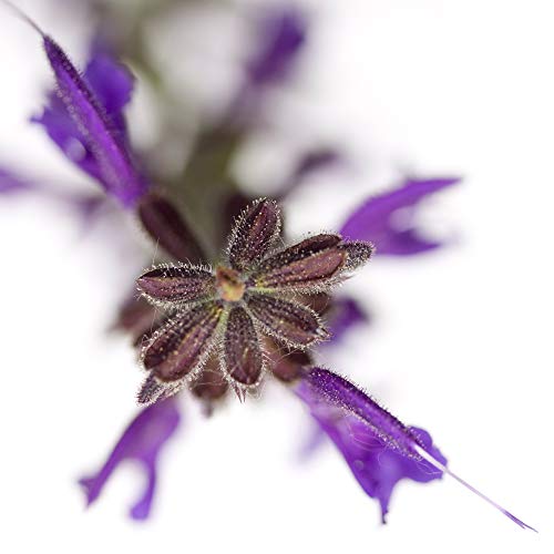 International Graphics Gotowy obraz - DürNBERGER, Sonja - "Salvia officinalis" - 30 x 30 cm - druk bezpośredni na akrylu