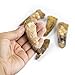 Authentic Dinosaur Tooth - 1 Genuine Spinosaurus Fossil Tooth - Extra Large!