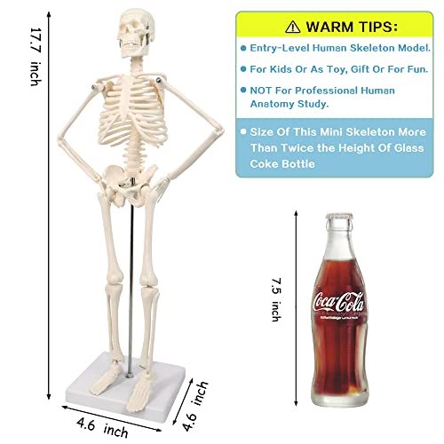 Hadwyn 2024 New Hadwyn Scientific Human Body Model For Anatomy,Human Skeleton Model,Full Body 17.7 Inch High With Movable Arms And Legs Bones Structures,Whole Spine And Ribs Of The Skeleton Model Are Integrated thumb #2
