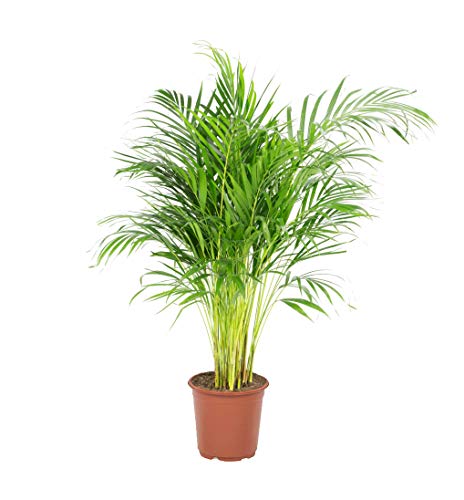 Areca Palm Dypsis lutescens | Green Plant | Houseplant | Height 100 cm | Pot 21 cm | Easy Maintenance