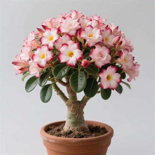 Rosa del desierto para la decoración del hogar: requiere poco mantenimiento, perfecta para personas ocupadas-1 bulbo-H