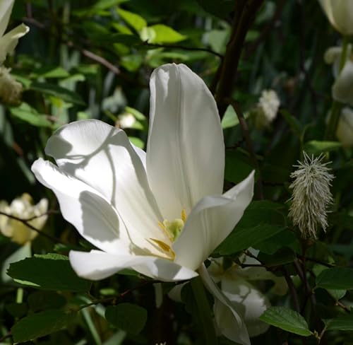 Digging Up Lily's Garden
