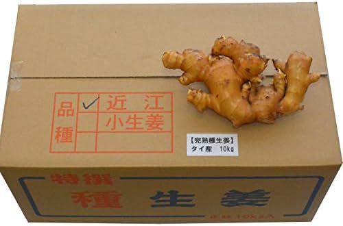 Amazon Co Jp 種生姜 生姜工房 タイ産 完熟種生姜 近江生姜 白 10kg 指定日ご希望の方は当店までご連絡お願いいたします 生姜種 たね生姜 生姜の種 生姜栽培 ショウガ サンフレッシュ Diy 工具 ガーデン