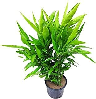 Kalkiplantatuion Plant House Live Sukh-Shanti Jal Bahar Lucky Plant with Pot-image-32