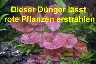 Wasserpflanzen Sortiment für 300 l Aquarium