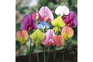 Royal Mix Sweet Pea Seeds for Planting