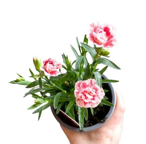 Planta de Clavel en Maceta - (Dianthus caryophyllus) Resistente y Hermosa, Ideal para Decoración de Jardines y Espacios Interiores