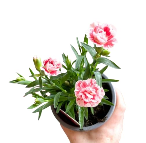 Planta de Clavel en Maceta - (Dianthus caryophyllus) Resistente y Hermosa, Ideal para Decoración de Jardines y Espacios Interiores