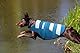 ASENKU Schwimmweste Hund Klein Hundeschwimmweste Sportstil mit Rettungsgrif Verstellbar Guter Auftrieb Rettungsweste Hund XS für Dackel Chihuahua Französische Bulldogge Labrador