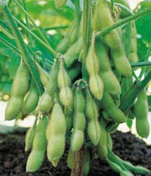 Edible Soy Bean Seeds - 13 Grams - Garden Fresh Pack!