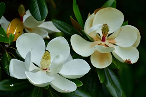 Gro From Southern Magnolia Seeds For Planting (Magnolia Grandiflora) Dwarf Tree 20+ #TOP1