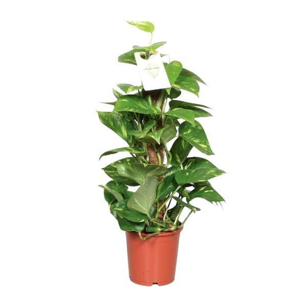Efeutute Epipremnum Scindapsus Pinnatum Goldene Efeutute am Ø15 cm 60 cm