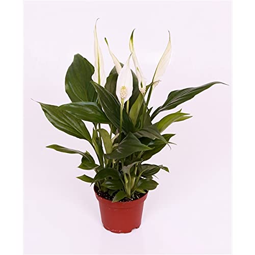 Spathiphyllum Peace Lilly - Air Purifying Plant - in 9cm Pot