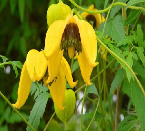 Lot de 100 graines de clématites jaunes fraîches