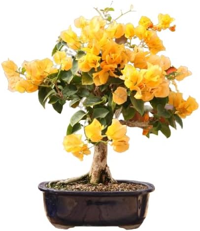 Green Paradiseยฎ - Live Bougainvillea Bonsai 3 Years Old Flower Plant With Bonsai Pot Christmas Tree - Plant