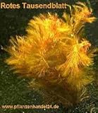 Mühlan Wasserpflanzen