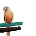 Borangs Parrot Perches Bird Stand Natural Wood Quartz Sand Branches Nail Perch for Small Medium Birds Cockatiel Cockatiel Parakeet Conure Cage Accessory Pack of 2 (Upgraded New Version 20cm/8")
