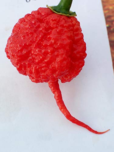 CAROLINA REAPER HP22B-CAROLINA YELLOW-MONKEJ FACE RED-MAZZETTI-HABANERO CHOCOLAT-HABANERO RED SAVINA-TRINIDAD SCORPION MORUGA YELLOW-GOAT'S WEED-TRINIDAD SCORPION RED-JALAPENO-BISHOP CROWN-NAGA MORICH