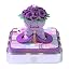 purple rose
