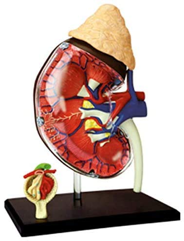 Modèle de Rein Humain, divisé en 13 Parties modèle éducatif Anatomical médical matériel didactique de Laboratoire en PVC écologique