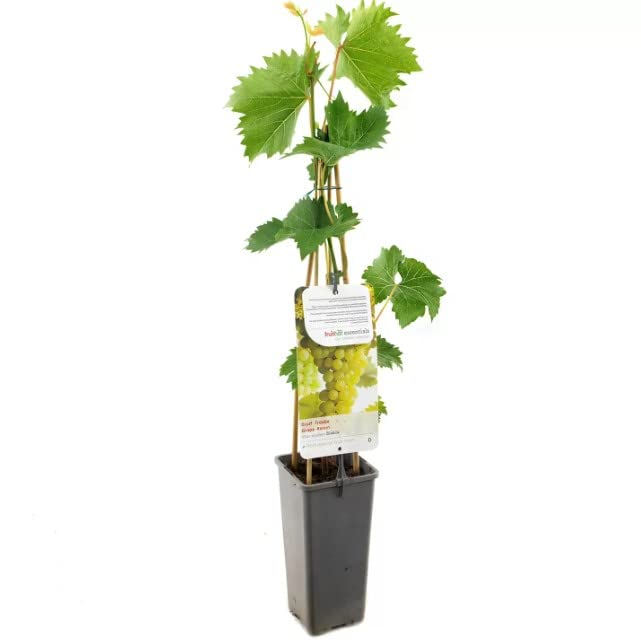 Árbol de Uva Blanca Natural Planta Frutal Resistente y Fácil de Cuidar