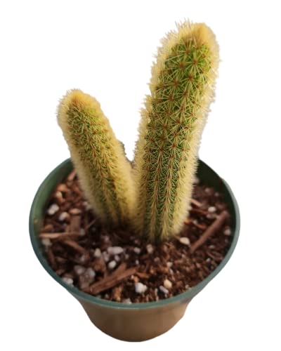 USKC Live Cactus Plants 4' Pot (Golden Rat Tail Cactus)