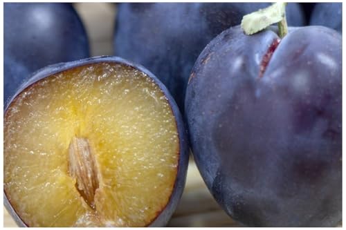 2026年産 先行予約生食用プルーン約1.2kg入り 果物 フルーツ ビタミン ミネラル 食物繊維 ポリフェノール 生プルーン