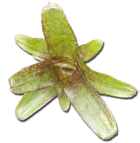 Bromeliengewächs, Neoregelia atlantis, ungetopft