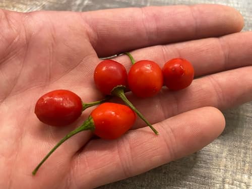 Chili Aji Charapita BIG Rojo 10 semillas