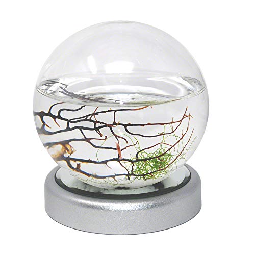 EcoSphere Closed Aquatic Ecosystem, Small Sphere with LED Base EcoSphere Closed Aquatic Ecosystem, Small Sphere with LED Base