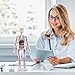 Human Body Structure Model, 3D Human Body Model for Kids with Removable Bones, Organs and Blood Vessels for Anatomy Skeleton Skeleton for Anatomy