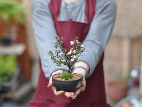 Amazon | 盆栽妙 白紫檀 樹高約15cm 花 植物 ミニ プレゼント | 盆栽