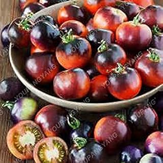 Seeds 50 Rare Pieces Seeds Blue Tomato Multi-Color Tomato by Tomato Tomatoi Tomato di Tomato in Bonsai Fruit and Biological Vegetables Yellow Light: Only Seeds