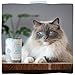 MjAMjAM - leckere Mahlzeiten Mixpaket II für deine Katze 6 x 400 g