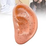 MTTXY Modello di Agopuntura Dell'orecchio Umano da 13 Cm, Modello di Massaggio Professionale della Zona Dell'orecchio, Forniture da Laboratorio per La Visualizzazione Dell'apprendimento dei Punti