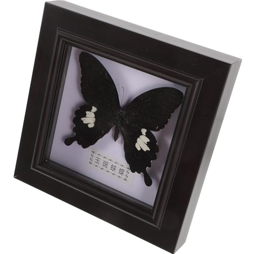 Hemobllo Cadre d'Exposition pour Spécimen d'Insecte Réaliste en Bois Plastique et Acrylique Décoration Murale pour Maison et Bureau Support Photo Décoratif Présent d'Anniversaire